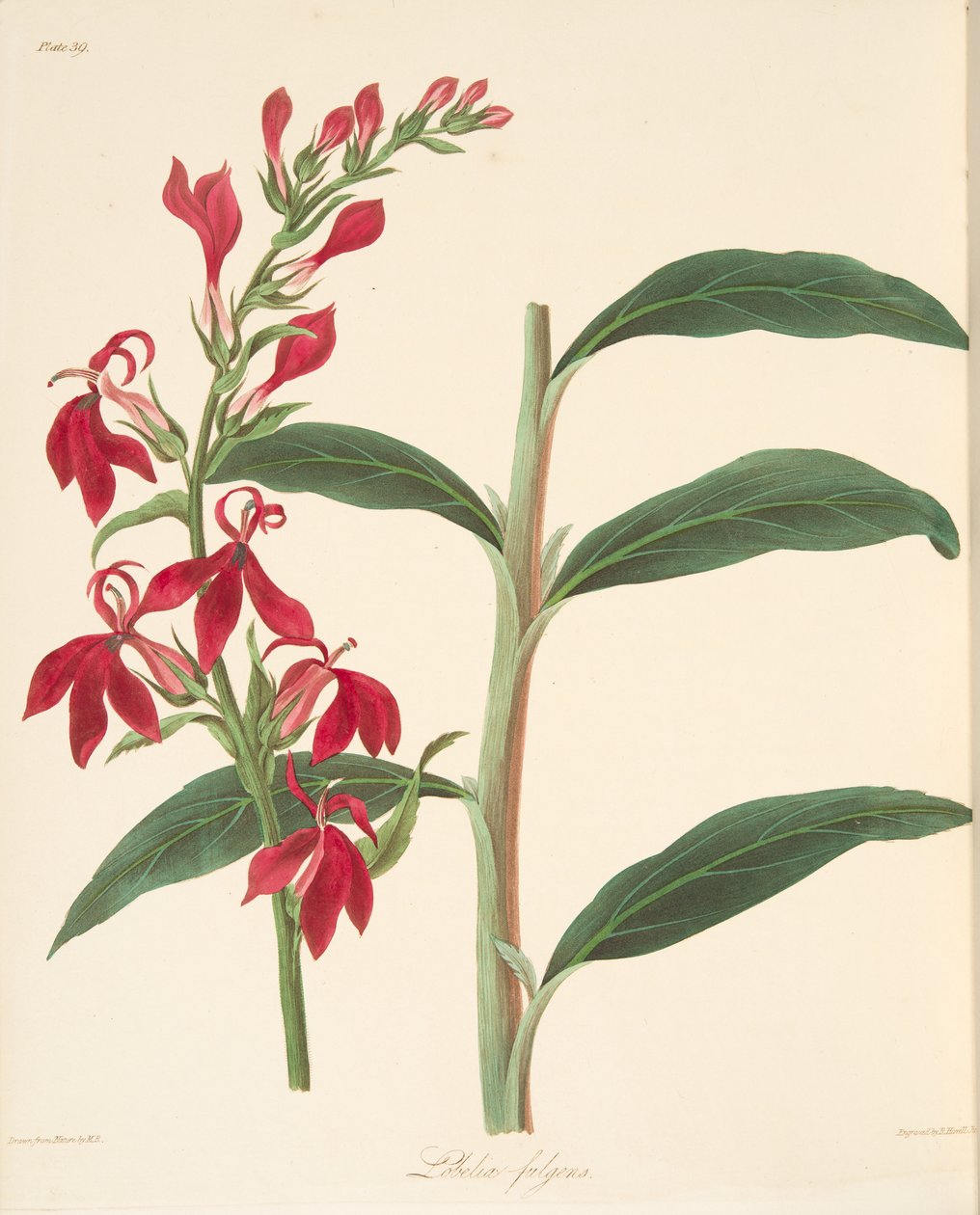 Refulgent Lobelia, az évszakok virágillusztrációiból, pub. 1829 (kézzel színezett metszet) alkotó: Margaret Roscoe