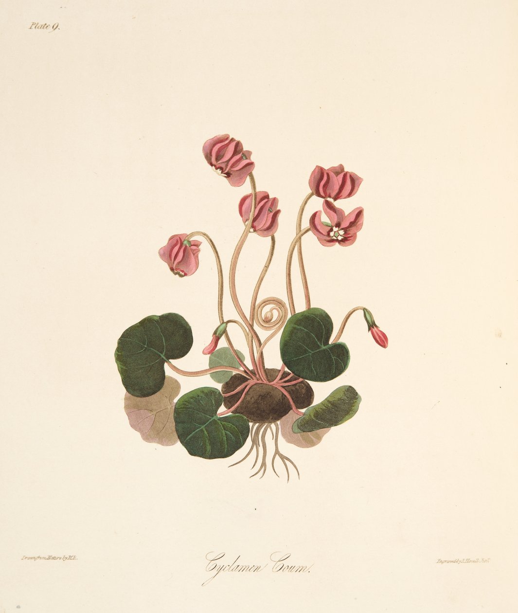 Kerek levelű ciklámen, az évszakok virágos illusztrációiból, kocsma. 1829 (kézzel színezett metszet) alkotó: Margaret Roscoe