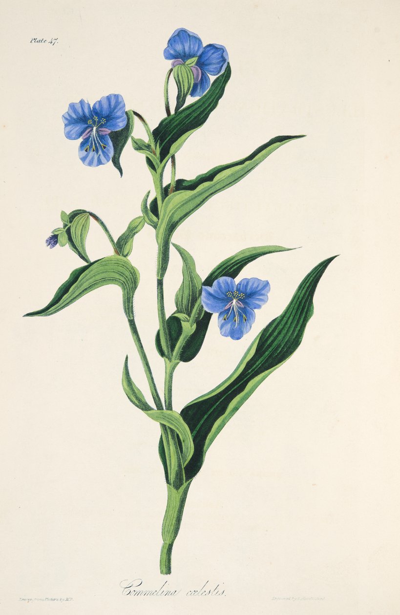 Égszínkék Commelina, az évszakok virágillusztrációiból, pub. 1829 (kézzel színezett metszet) alkotó: Margaret Roscoe