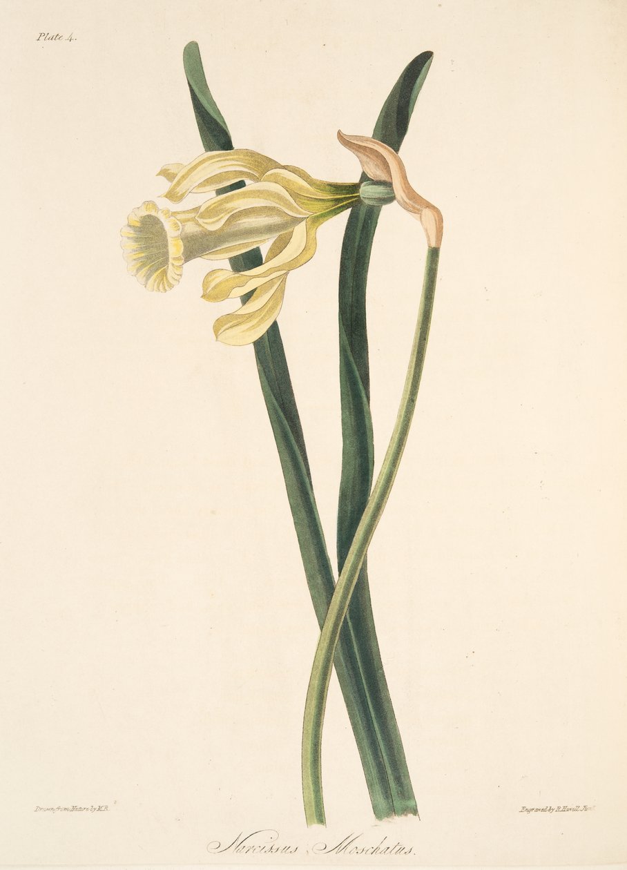 Spanyol nárcisz, az évszakok virágillusztrációiból, pub. 1829 (kézzel színezett metszet) alkotó: Margaret Roscoe