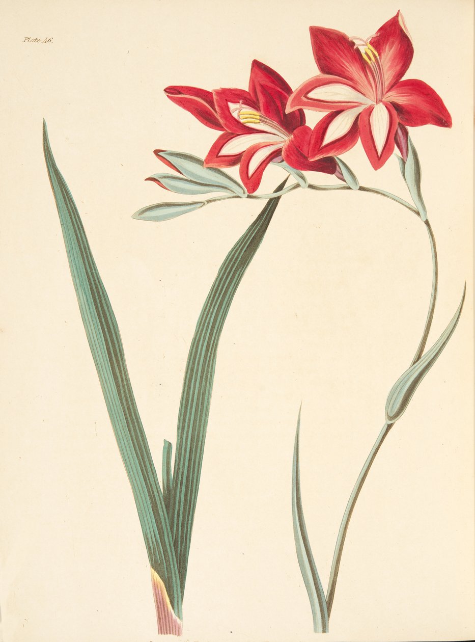 Kiváló kukoricazászló, az évszakok virágillusztrációiból, pub. 1829 (kézzel színezett metszet) alkotó: Margaret Roscoe
