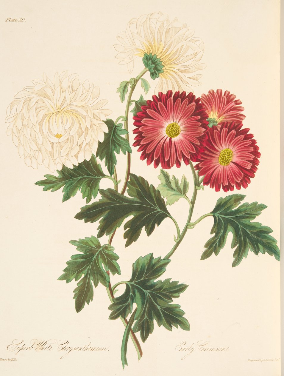 Kiváló fehér krizantém és korai vörös, az évszakok virágos illusztrációiból, pub. 1829 (kézzel színezett metszet) alkotó: Margaret Roscoe