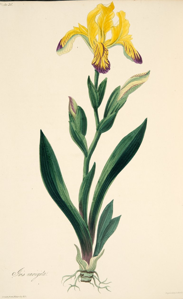 Tarka írisz, az évszakok virágillusztrációiból, pub. 1829 (kézzel színezett metszet) alkotó: Margaret Roscoe