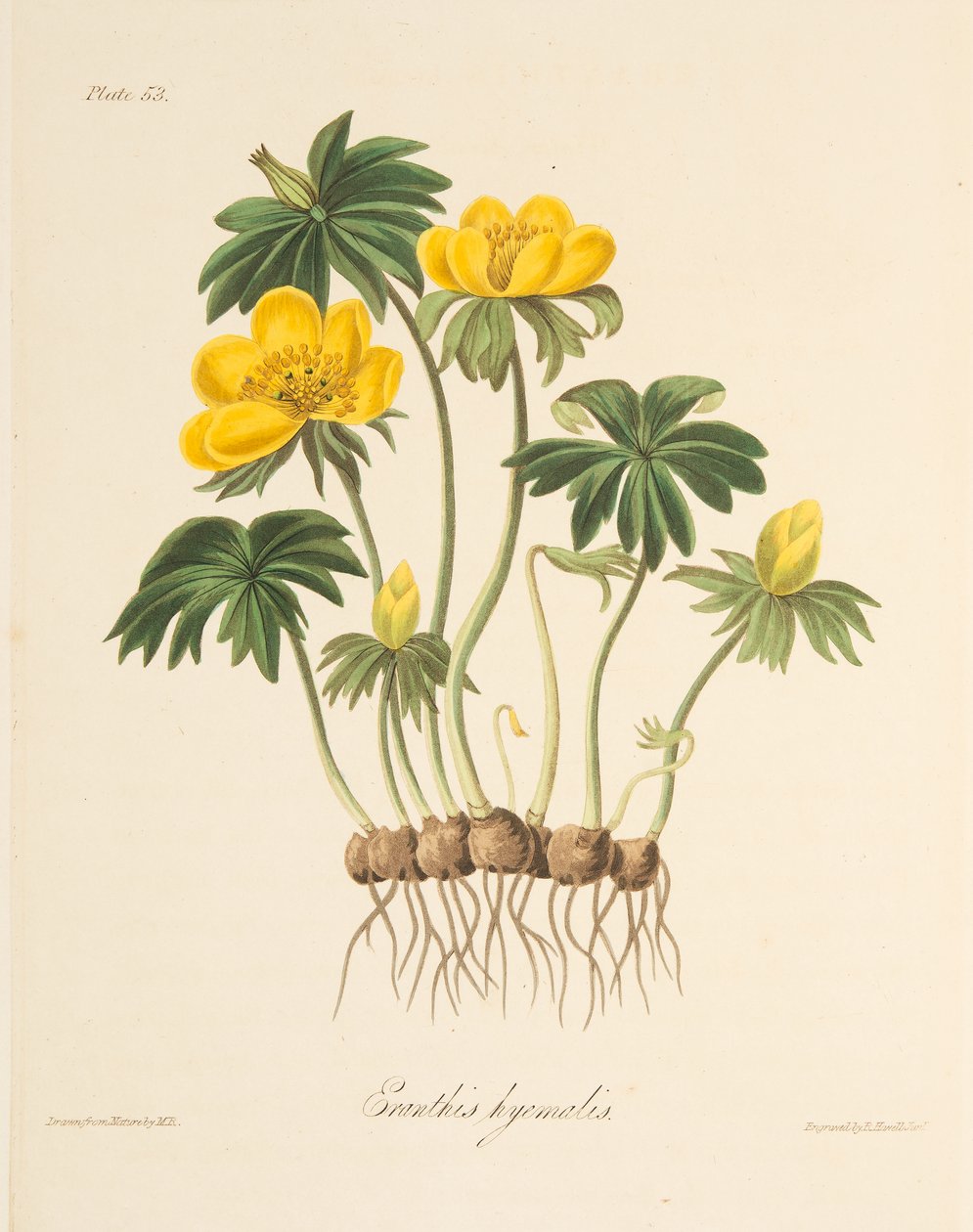 Winter Aconite, az évszakok virágillusztrációiból, pub. 1829 (kézzel színezett metszet) alkotó: Margaret Roscoe