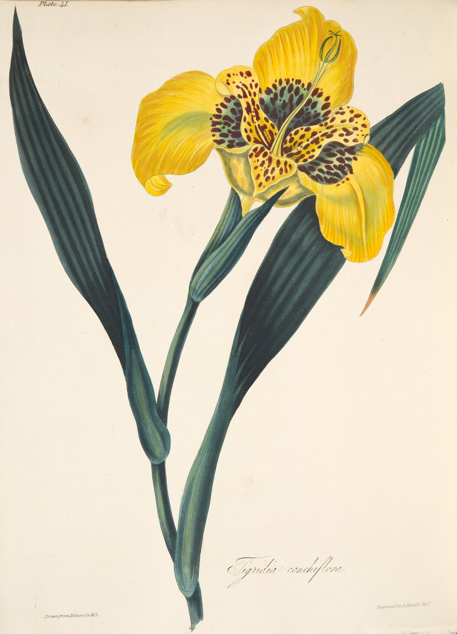 Sárgavirágú Tigridia, az évszakok virágillusztrációiból, kocsma. 1829 (kézzel színezett metszet) alkotó: Margaret Roscoe