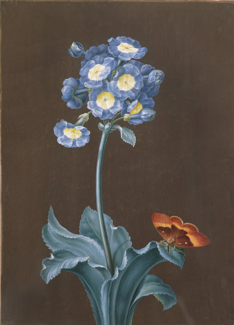 Primula Auricula molylepkével (guache) alkotó: Margaretha Barbara Dietzsch