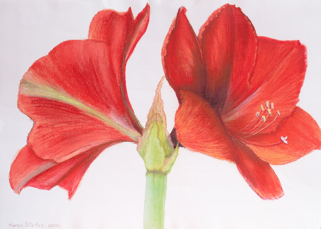 Amarillisz, 2015 (pasztell) alkotó: Margo Starkey