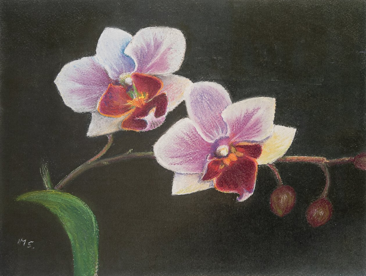 Orchidea a hálószobámban, 2020 (pasztell) alkotó: Margo Starkey