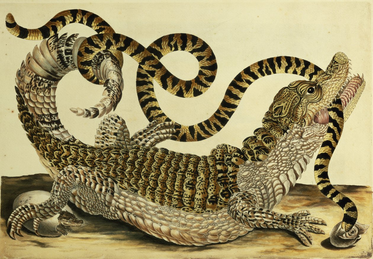 Aligátor és kígyó, 1730 alkotó: Maria Sibylla Merian