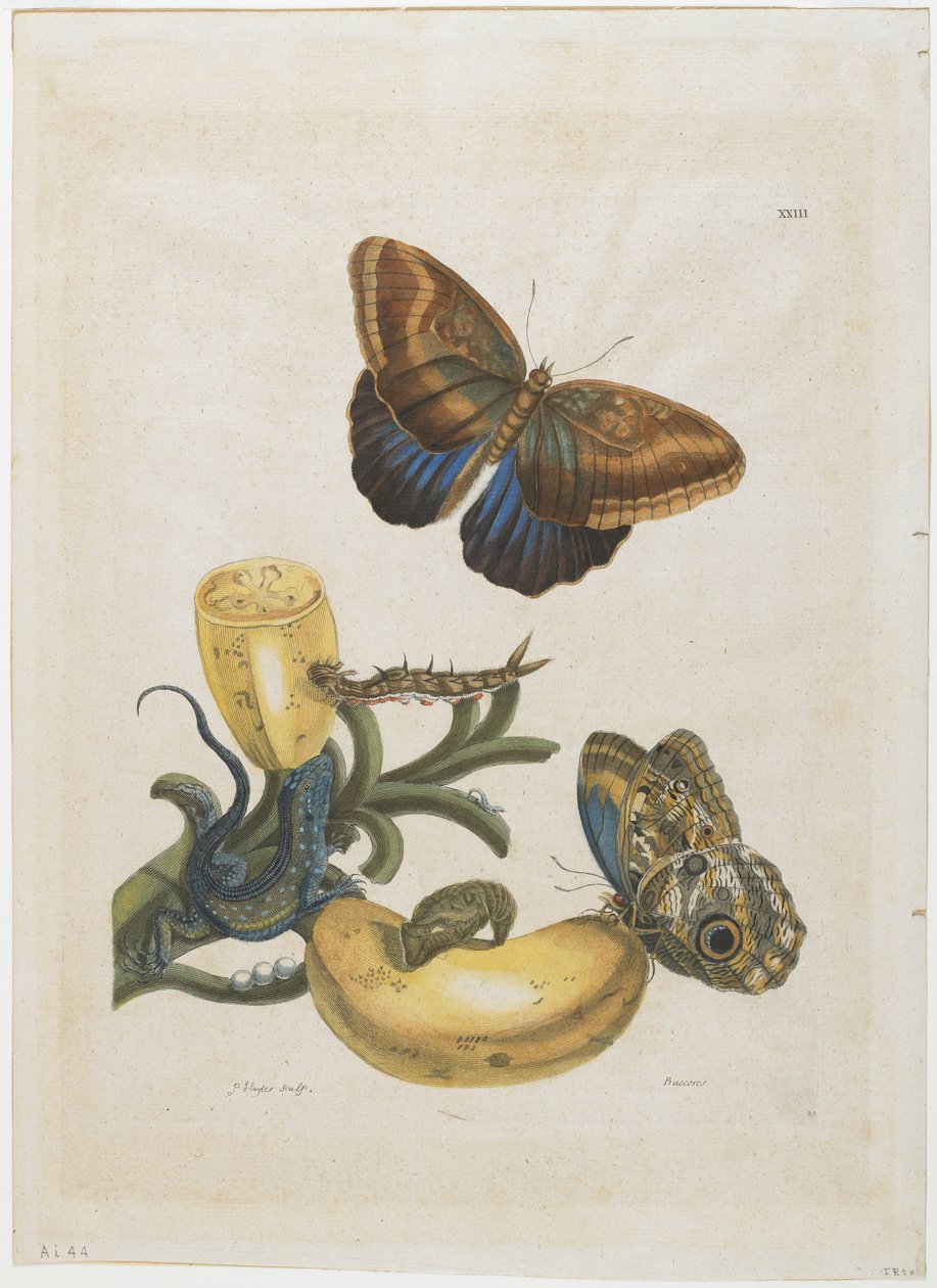 Banán és kék gyík, 1705-71 (kézzel színezett rézkarc és metszet) alkotó: Maria Sibylla Merian