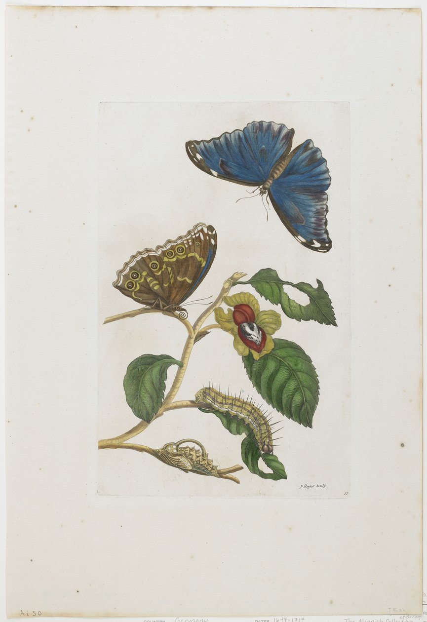 Kék pillangók és lombozat, 1705-71 (kézzel színezett rézkarc és metszet) alkotó: Maria Sibylla Merian