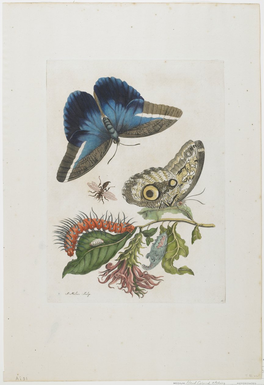 Kék pillangók és vörös lárva, kék tüskék, 1705-1717 körül (kézzel színezett rézkarc és metszet) alkotó: Maria Sibylla Merian