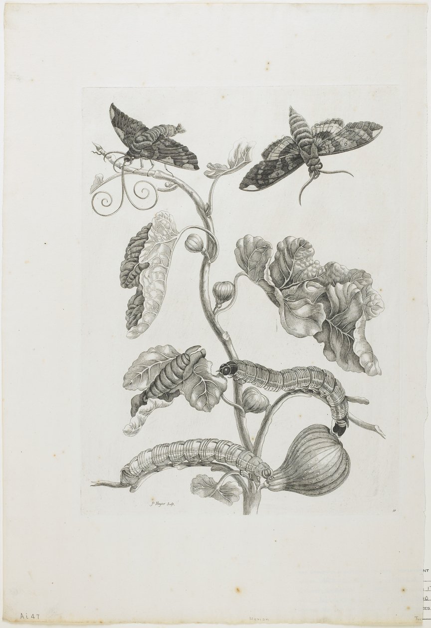 Pillangók, hernyók és növény, 1705-71 (rézkarc és gravírozás) alkotó: Maria Sibylla Merian