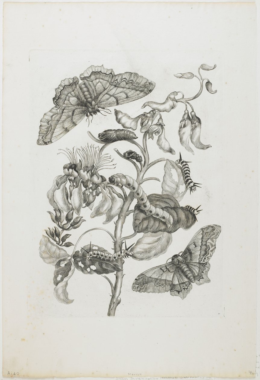 Hernyók, pillangók és virág, 1705-71 (rézkarc és gravírozás) alkotó: Maria Sibylla Merian