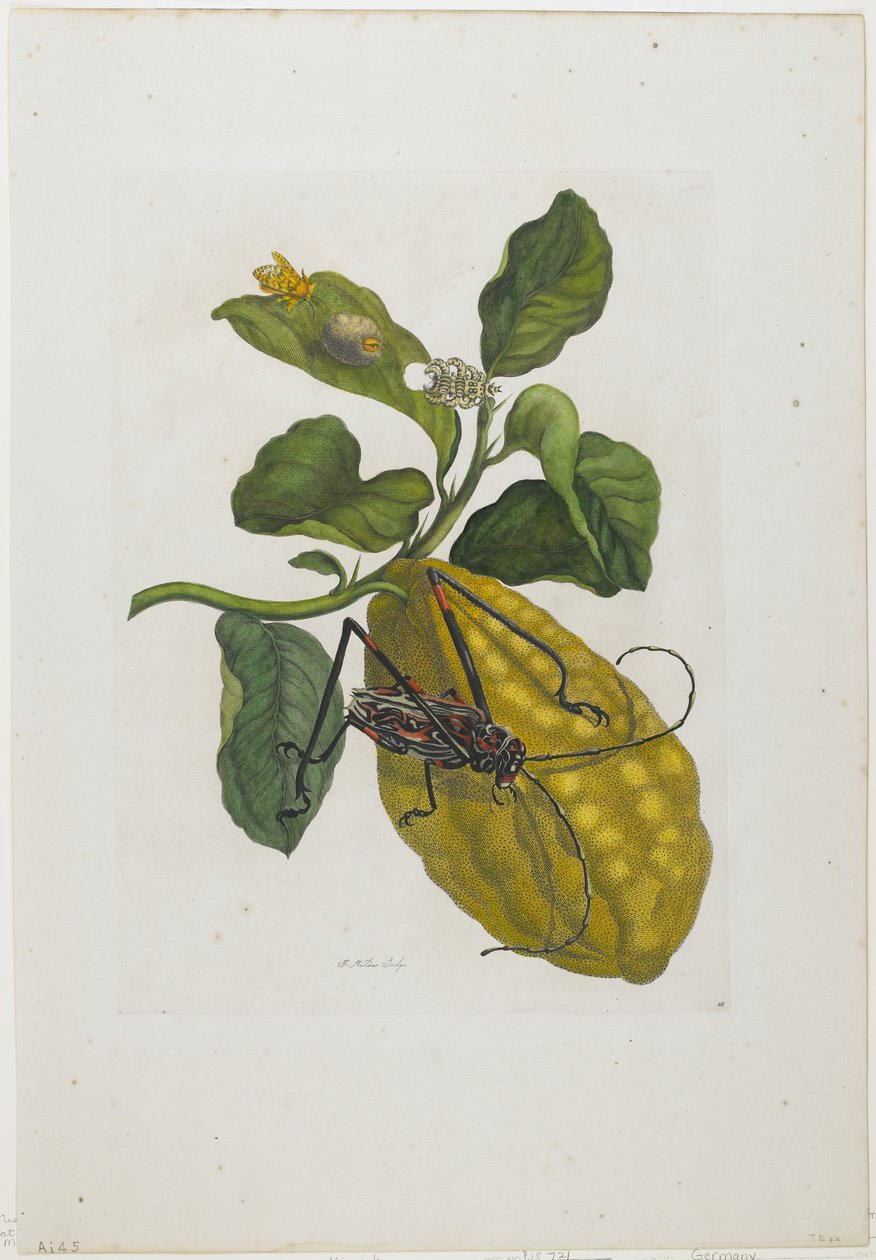 Citrusgyümölcs és Bogár, 1705-71 (kézzel színezett rézkarc és metszet) alkotó: Maria Sibylla Merian