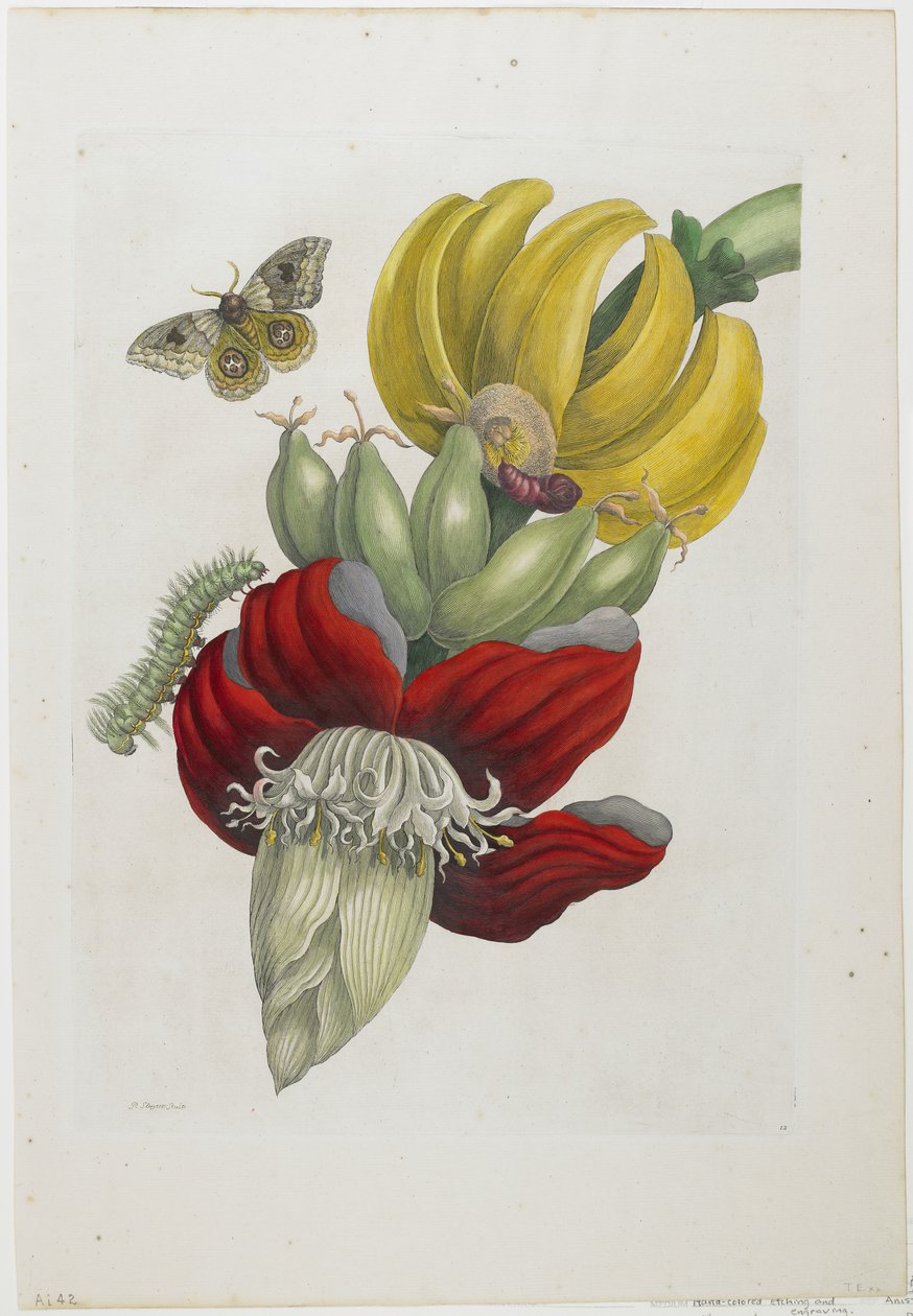 Banánvirágzat, 1705 (kézi színezett metszet és metszet) alkotó: Maria Sibylla Merian