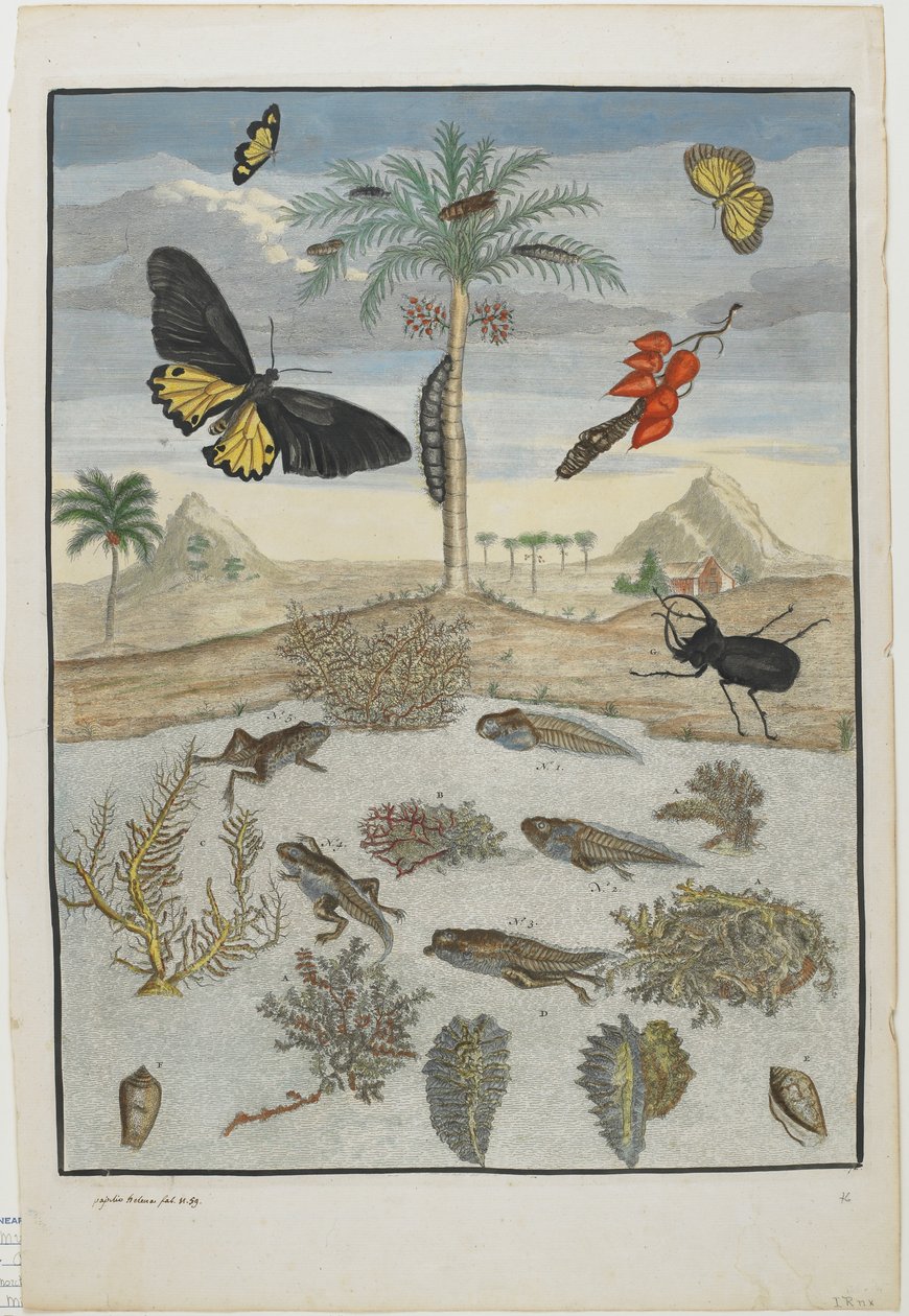 Rovarok és halak szigeti háttérrel, 1705-71 (kézzel színezett rézkarc és metszet) alkotó: Maria Sibylla Merian