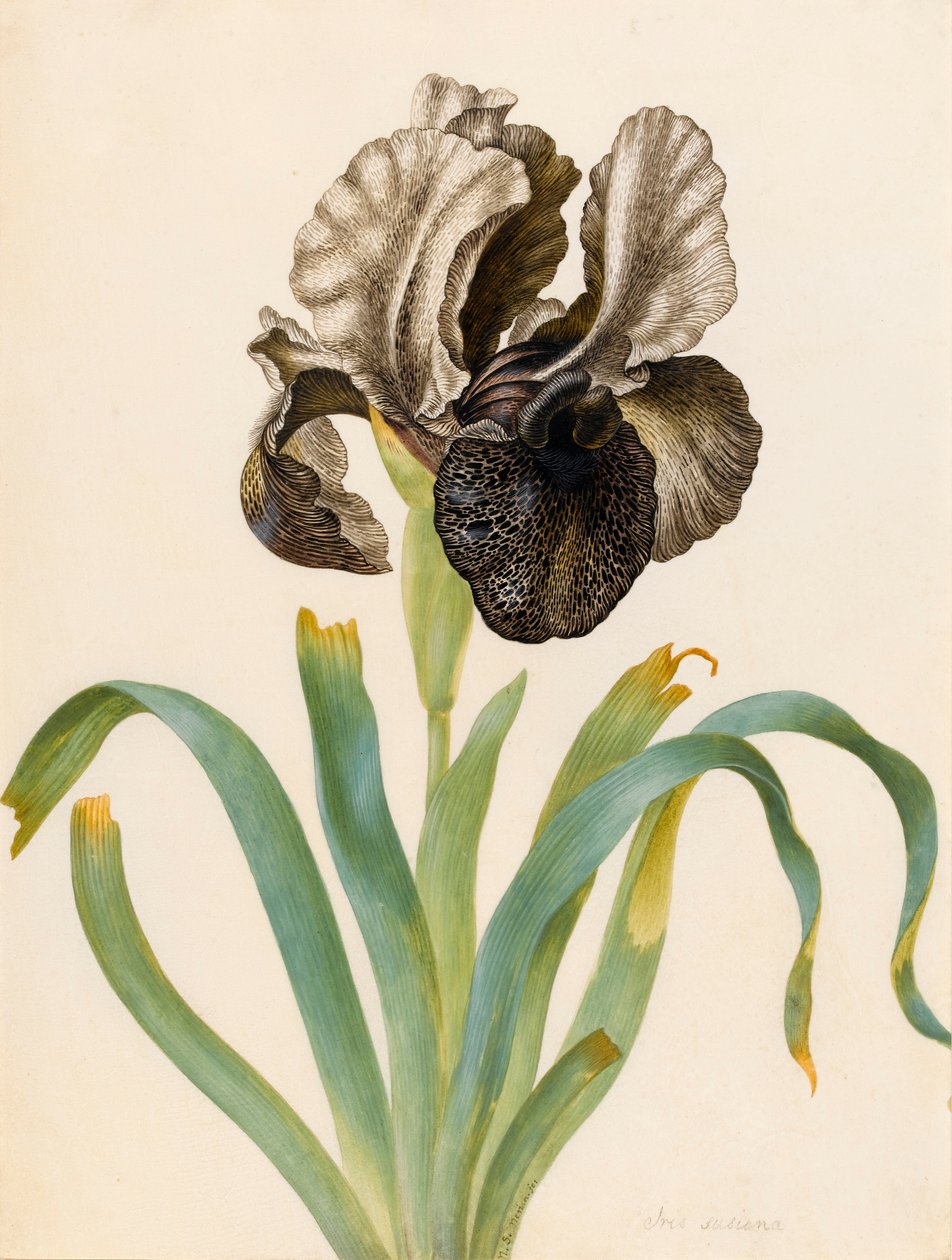 Iris Susiana (wc pergamen) alkotó: Maria Sibylla Merian