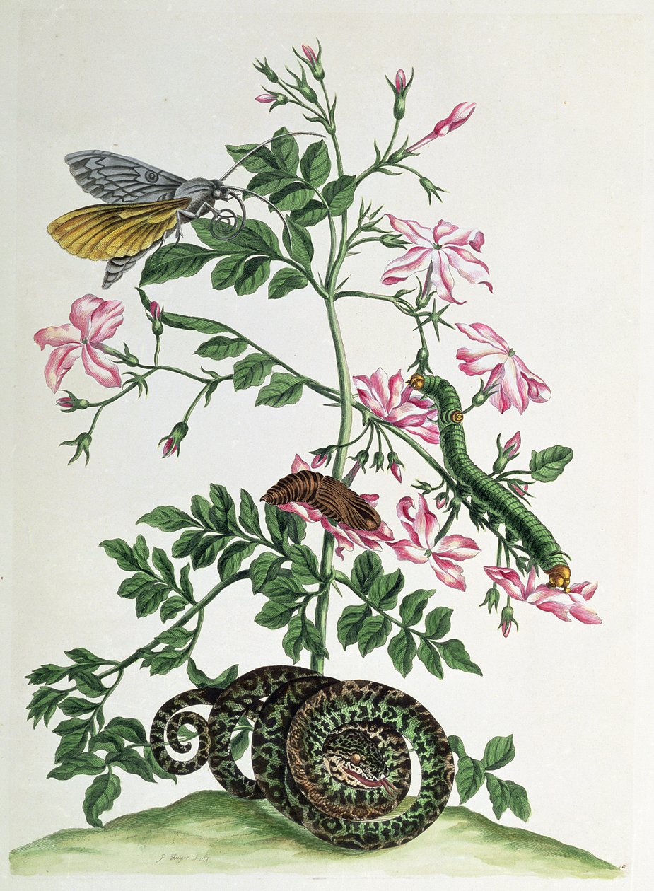 Jázmin: kígyóval, lepkével, hernyóval és bábbal, 46. tábla az "Over de Voorteeling"-ből, 1730. alkotó: Maria Sibylla Merian
