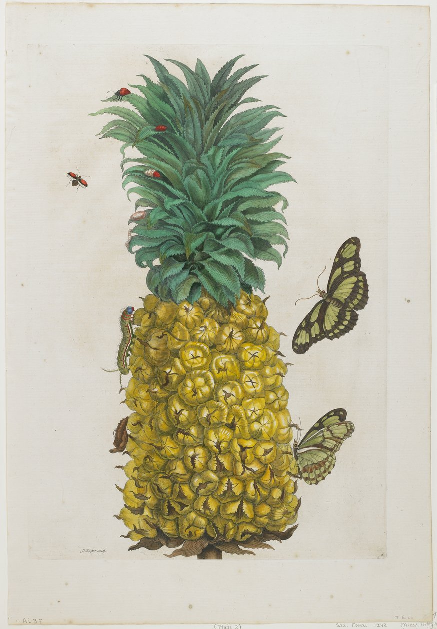 Érett ananász pillangókkal, 1705-71 (kézzel színezett rézkarc és metszet) alkotó: Maria Sibylla Merian