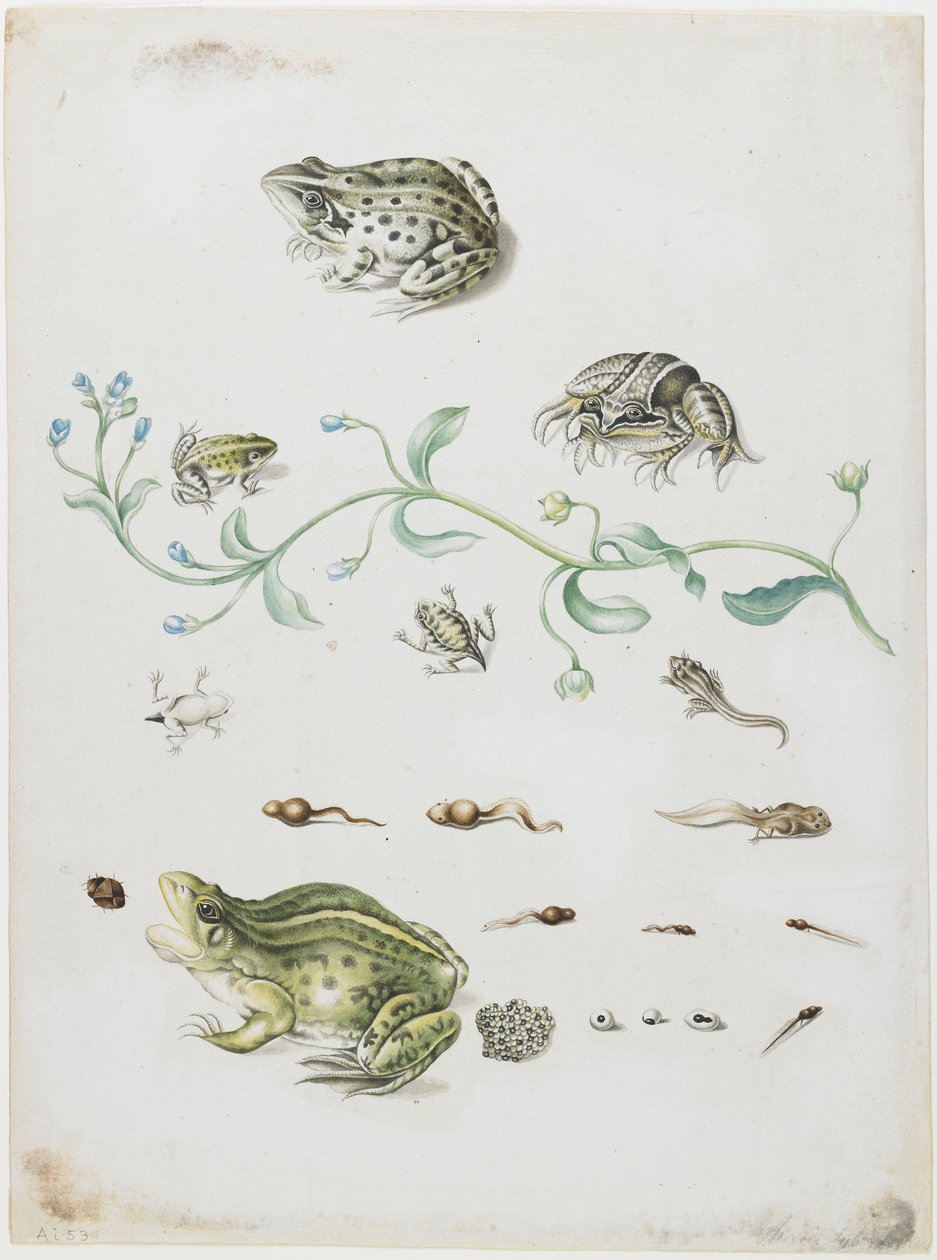 A béka és a kék virág metamorfózisa alkotó: Maria Sibylla Merian