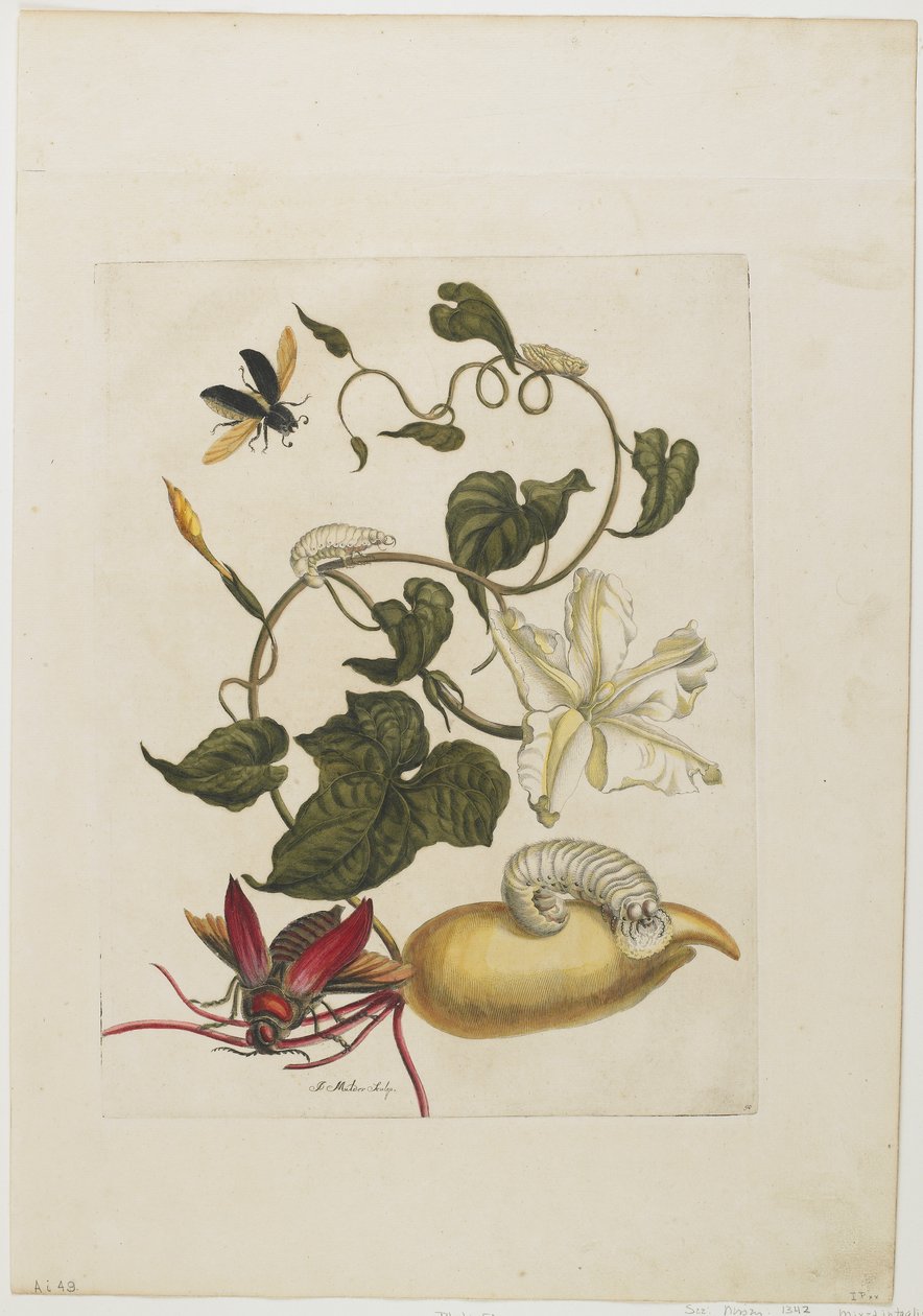 Vörös bogár, White Morning Glory, 1705-71 (kézzel színezett rézkarc és metszet) alkotó: Maria Sibylla Merian