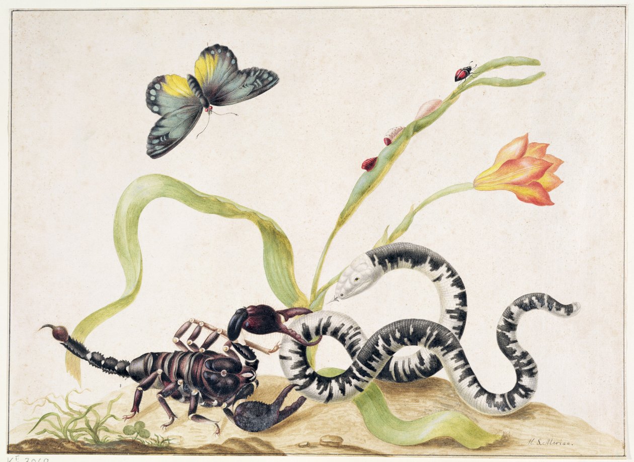 Skorpió és kígyó (grafit és wc papíron) alkotó: Maria Sibylla Merian