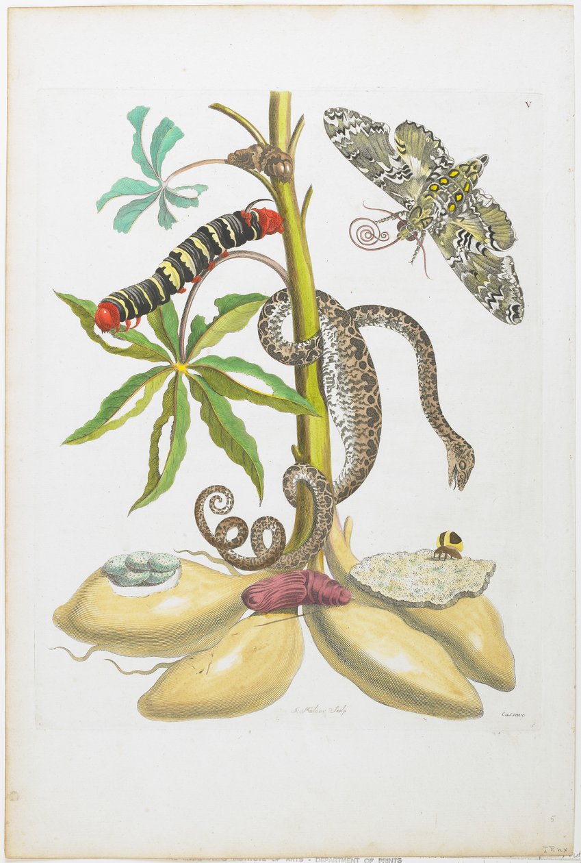 Kígyó, hernyó, pillangó és rovarok a növényen (kézzel színezett rézkarc és gravírozás) alkotó: Maria Sibylla Merian