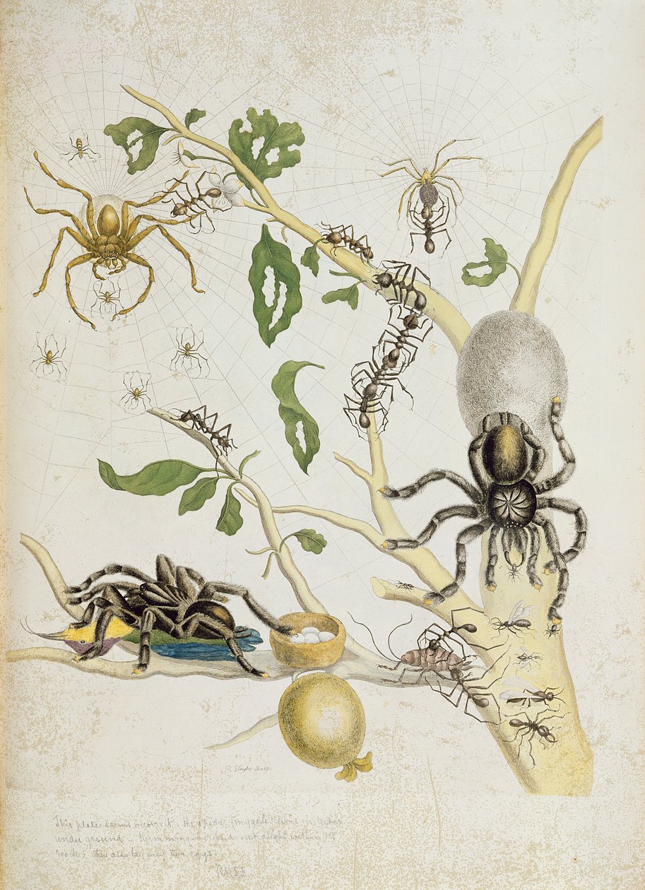 Pókok: Mygole, 18. lemez az „Over de Voorteeling”-ből, 1730 alkotó: Maria Sibylla Merian