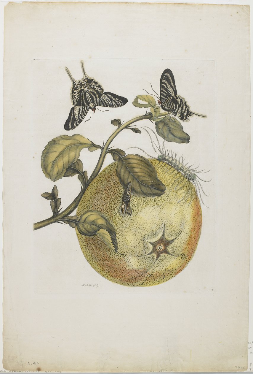 Fecskefarkú és nagy sárga gyümölcs, 1705-71 (kézzel színezett rézkarc és metszet) alkotó: Maria Sibylla Merian