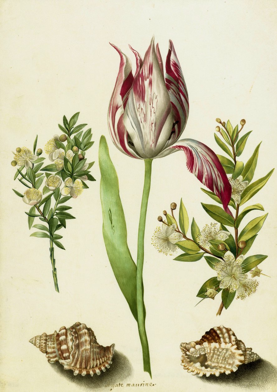 Tulipán, két mirtuszág és két kagyló, 1700 körül (ecset pergamenen) alkotó: Maria Sibylla Merian