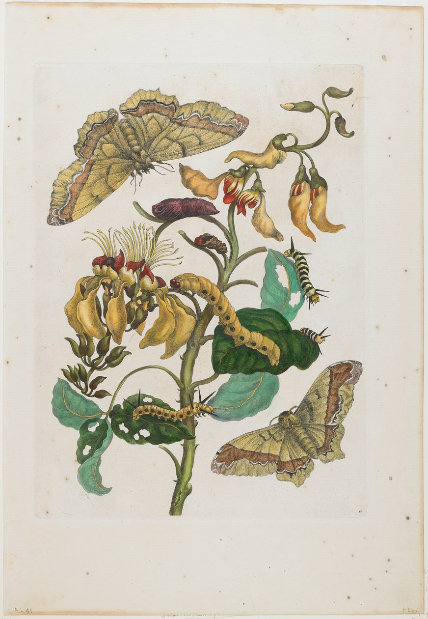 Hernyók, lepkék (Arsenura armida) és virág (Pallisaden Boom: Erythrina fusca) alkotó: Maria Sibylla Merian