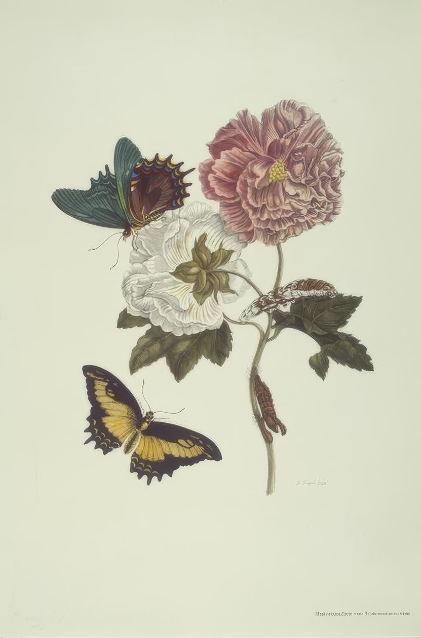 M.S. Merian, Hibiszkusz és Fecskefecske. alkotó: Maria Sibylla Merian