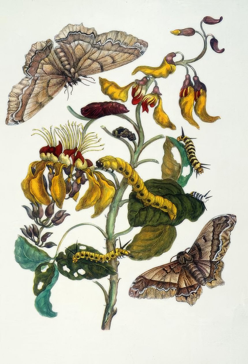 M.S. Merian, korallfa és selyempók alkotó: Maria Sibylla Merian