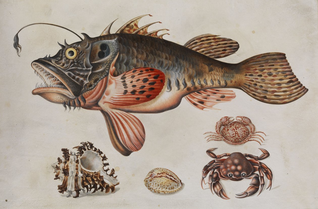 Mélytengeri halak, rákok és tengeri csigák. alkotó: Maria Sibylla Merian