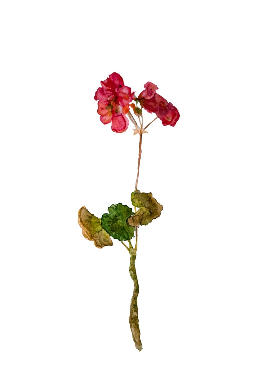Geranium, 2018 alkotó: Maria Basea