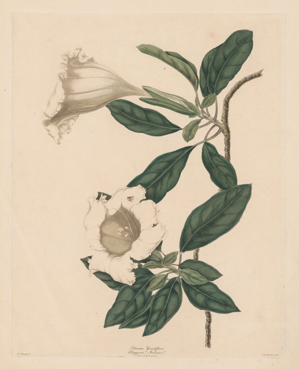 Kehely szőlő, 1790. alkotó: Maria Catharina Prestel