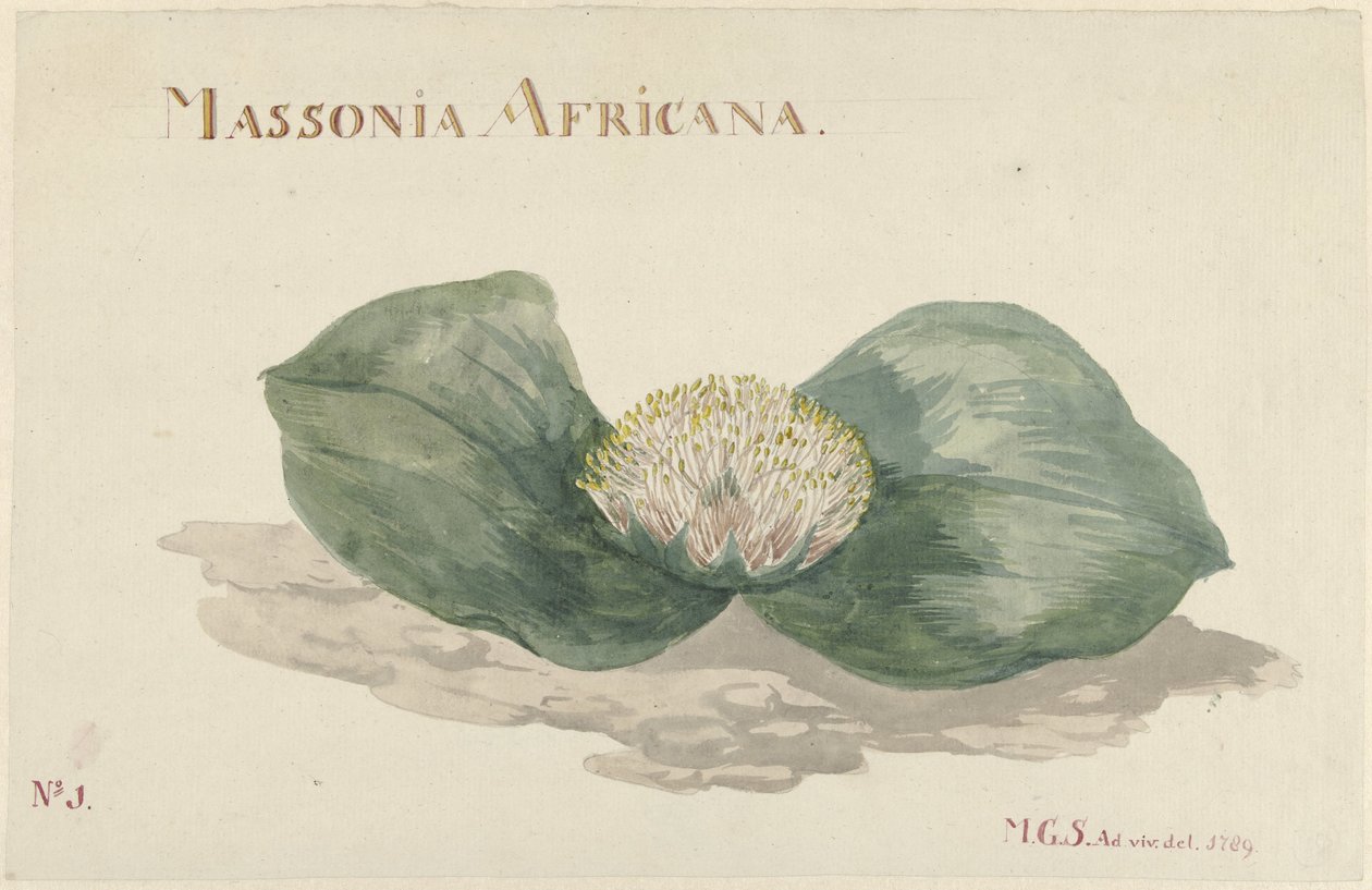 Bloem Massonia Africana MASSONIA AFRICANA (cím a tárgyon) alkotó: Maria Geertruida Barbiers Snabilié