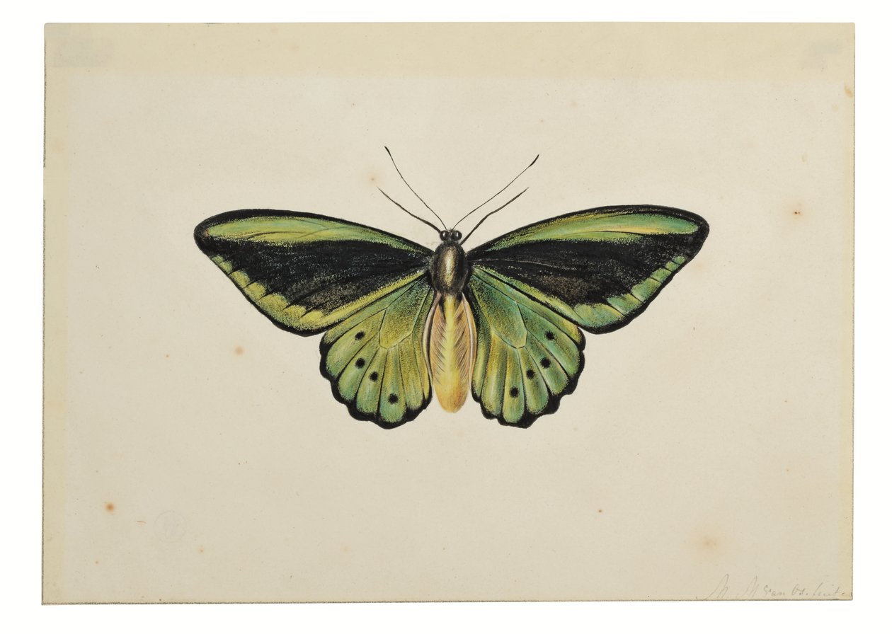 Pillangó, közönséges zöld madárszárnyú (Ornithoptera priamus) alkotó: Maria Margaretha van Os