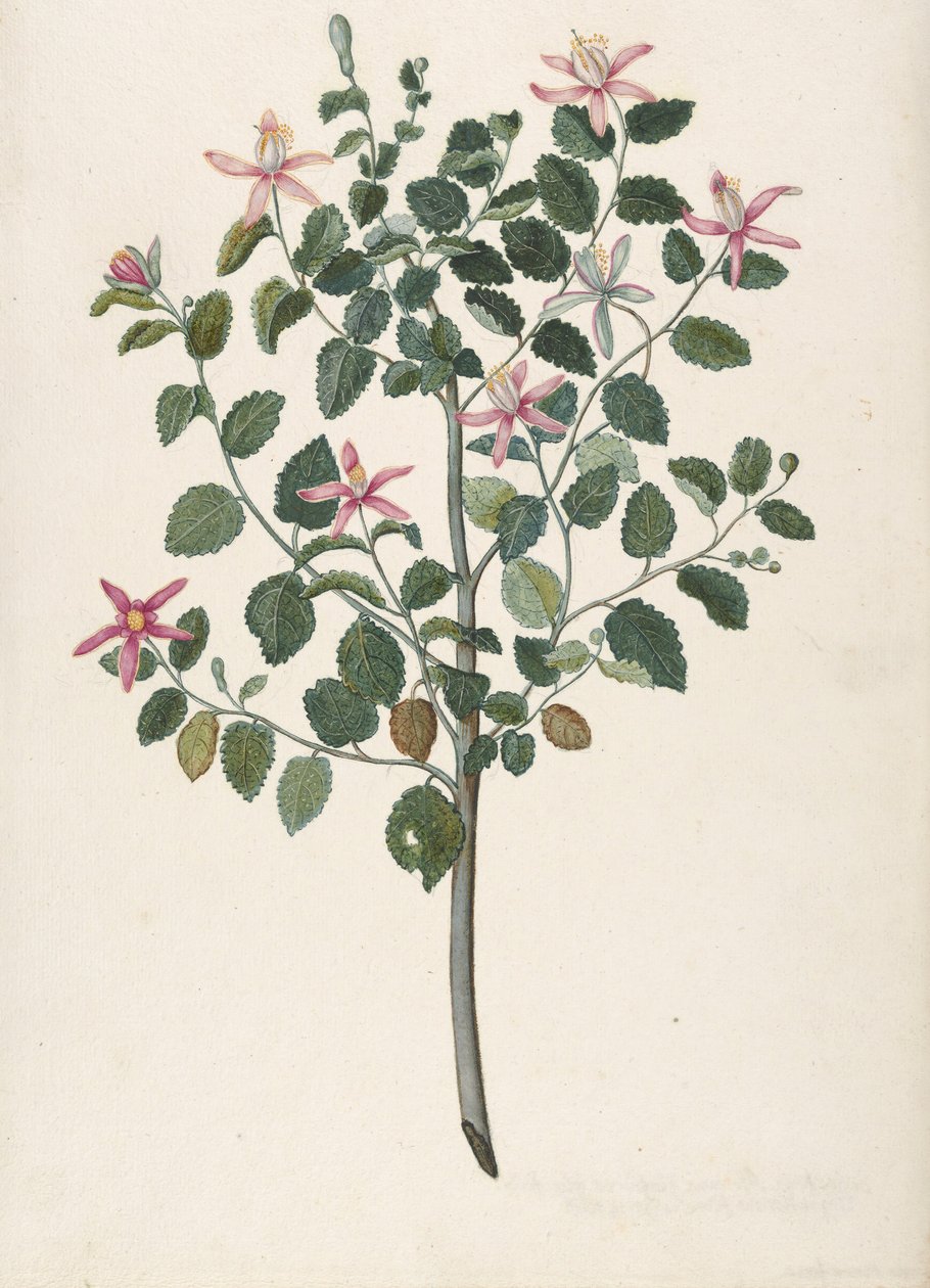 Vörös-lila virágú növény tanulmányozása Sebastiana africana purpurea, 1695. alkotó: Maria Monninckx