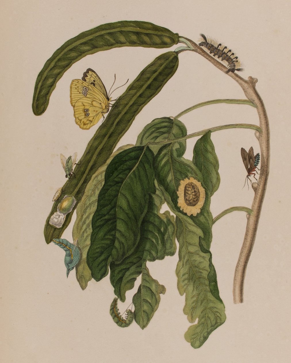 Illusztráció: „Metamorphosis insectorum Surinamensium. Ofte Change of Surinamese Insects”, 1705-ben megjelent (színes metszet) alkotó: Maria Sibylla Graff (after) Merian