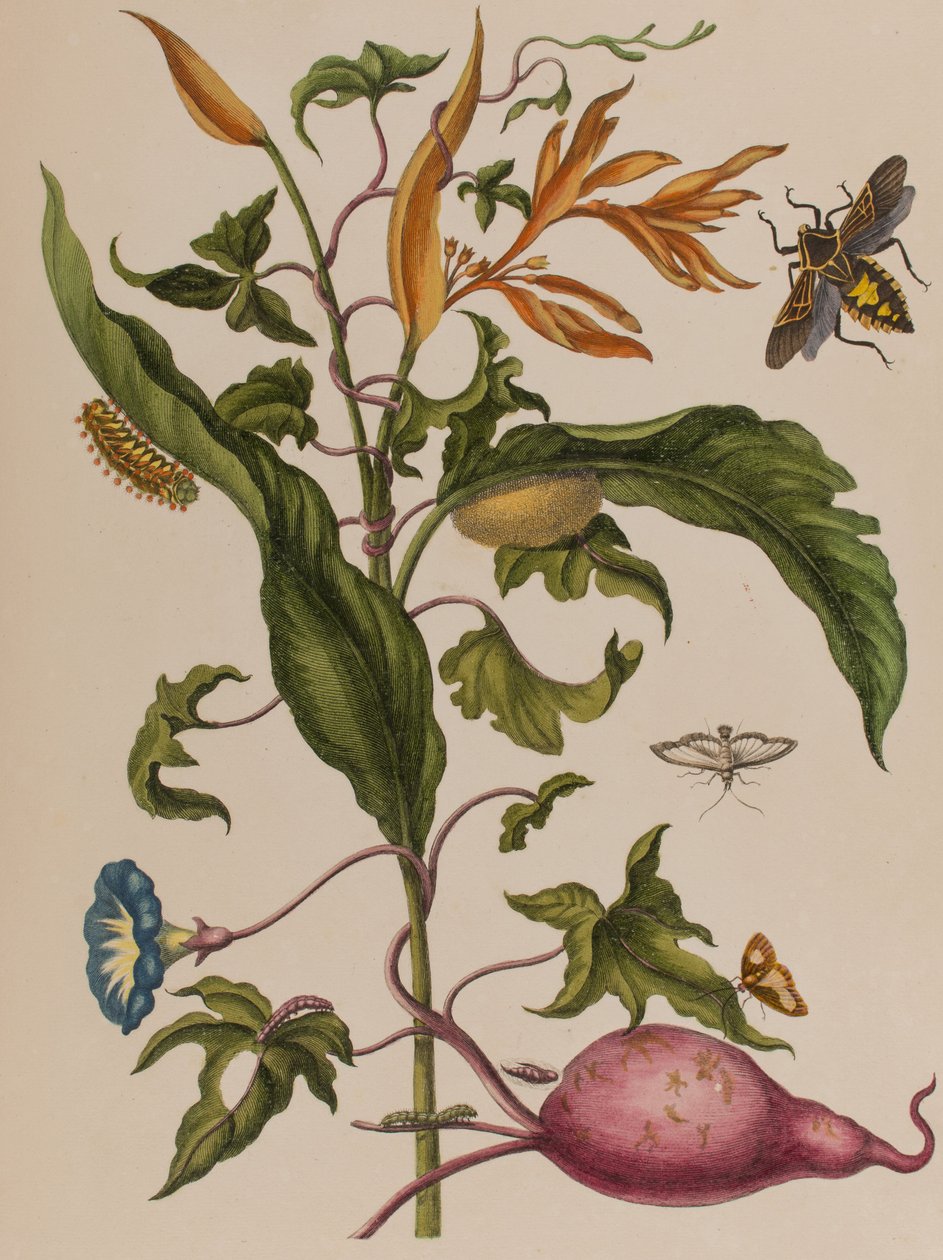 Illusztráció: „Metamorphosis insectorum Surinamensium. Ofte Change of Surinamese Insects”, 1705-ben megjelent (színes metszet) alkotó: Maria Sibylla Graff (after) Merian