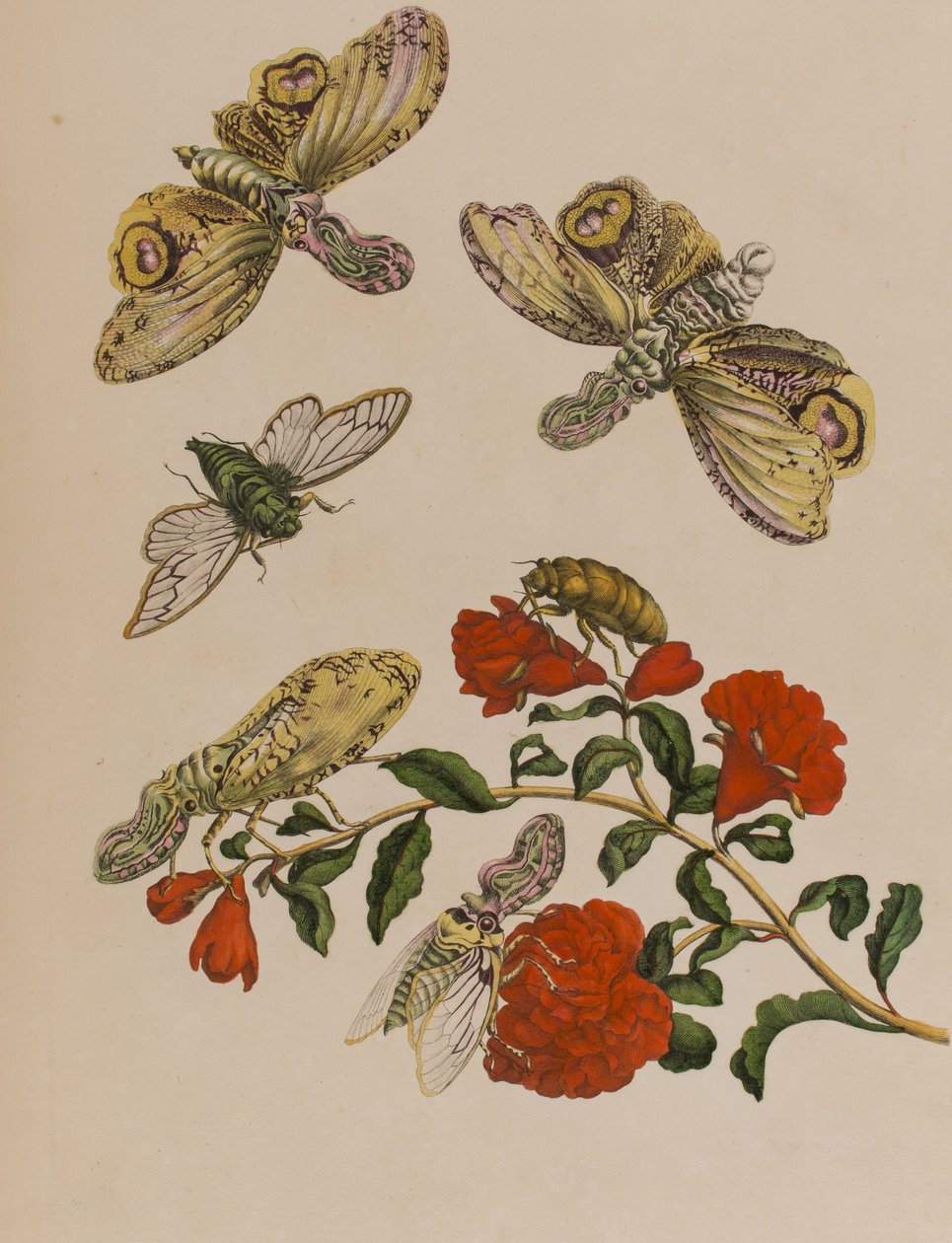 Illusztráció: „Metamorphosis insectorum Surinamensium. Ofte Change of Surinamese Insects”, 1705-ben megjelent (színes metszet) alkotó: Maria Sibylla Graff (after) Merian