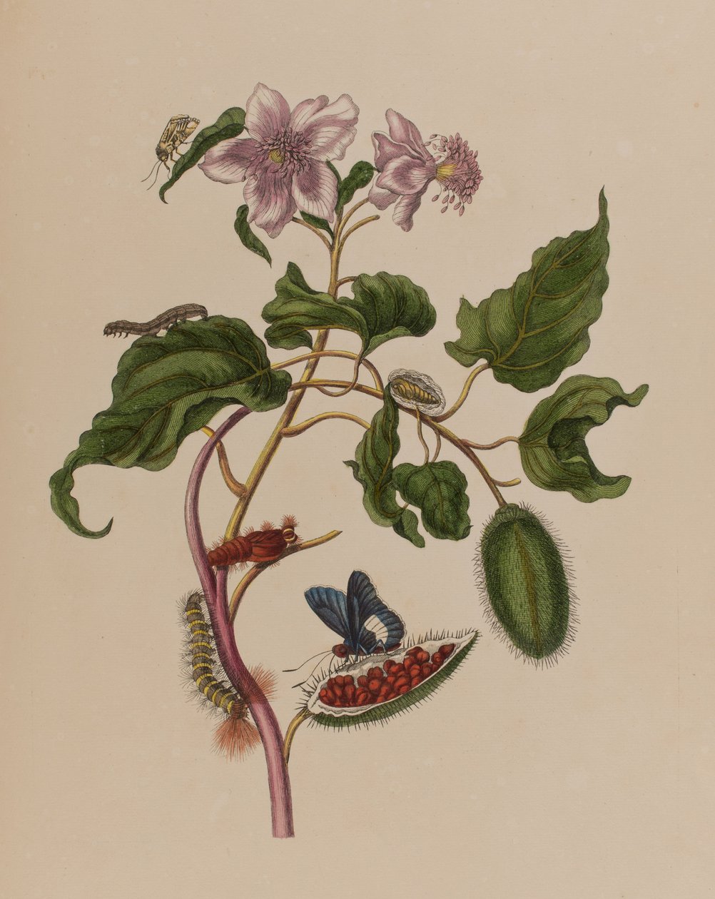 Illusztráció: „Metamorphosis insectorum Surinamensium. Ofte Change of Surinamese Insects”, 1705-ben megjelent (színes metszet) alkotó: Maria Sibylla Graff (after) Merian