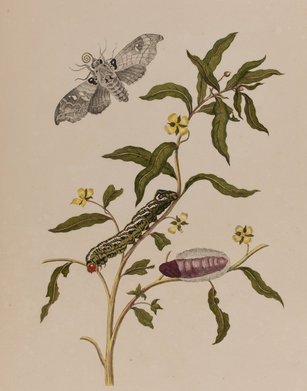 Illusztráció: „Metamorphosis insectorum Surinamensium. Ofte Change of Surinamese Insects”, 1705-ben megjelent (színes metszet) alkotó: Maria Sibylla Graff (after) Merian