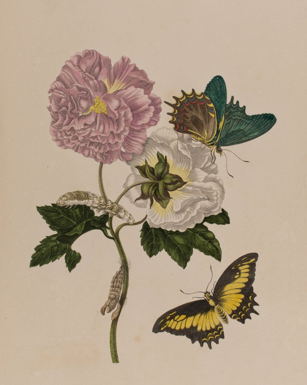 Illusztráció: „Metamorphosis insectorum Surinamensium. Ofte Change of Surinamese Insects”, 1705-ben megjelent (színes metszet) alkotó: Maria Sibylla Graff (after) Merian