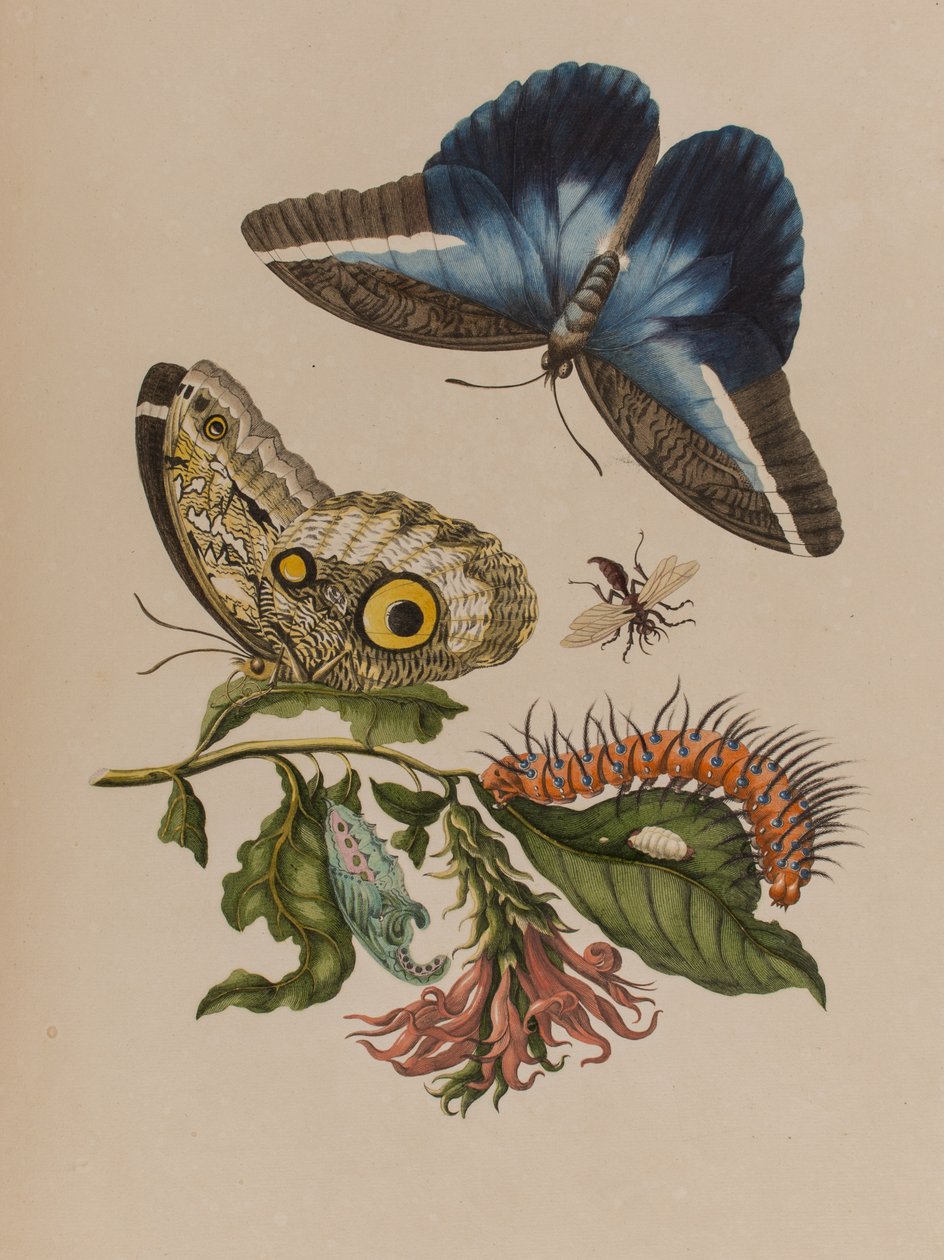 Illusztráció: „Metamorphosis insectorum Surinamensium. Ofte Change of Surinamese Insects”, 1705-ben megjelent (színes metszet) alkotó: Maria Sibylla Graff (after) Merian