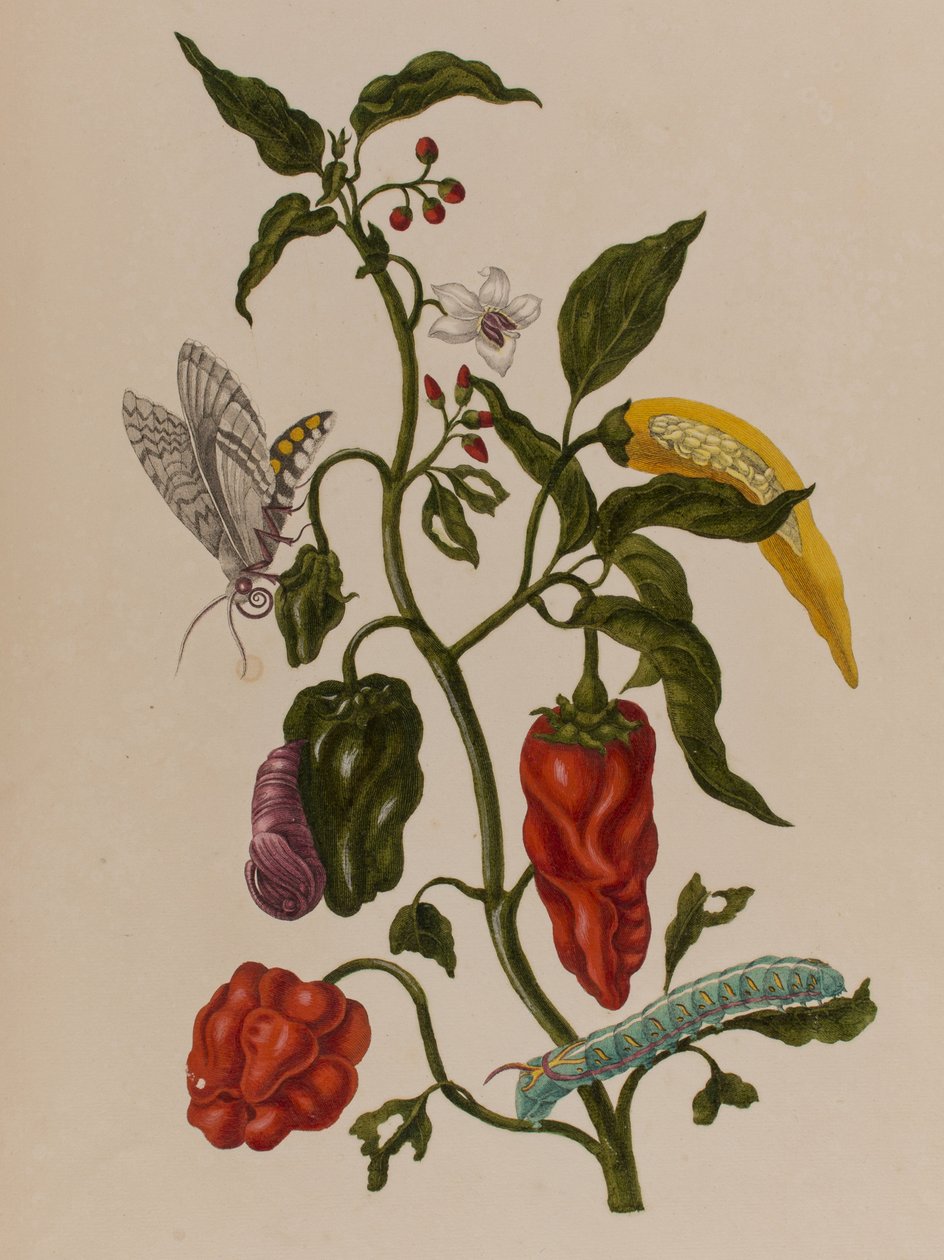 Illusztráció: „Metamorphosis insectorum Surinamensium. Ofte Change of Surinamese Insects”, 1705-ben megjelent (színes metszet) alkotó: Maria Sibylla Graff (after) Merian