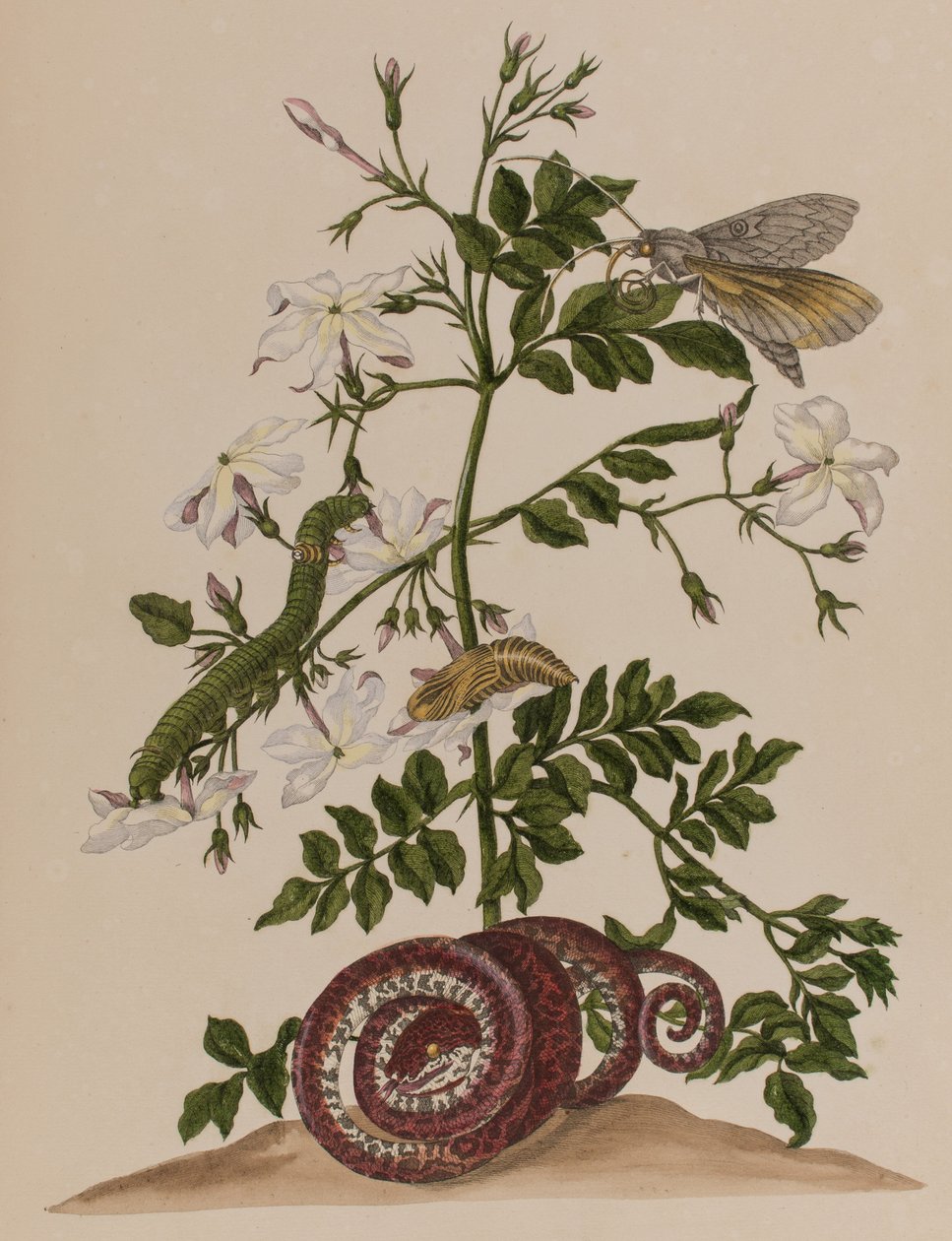 Illusztráció: „Metamorphosis insectorum Surinamensium. Ofte Change of Surinamese Insects”, 1705-ben megjelent (színes metszet) alkotó: Maria Sibylla Graff (after) Merian