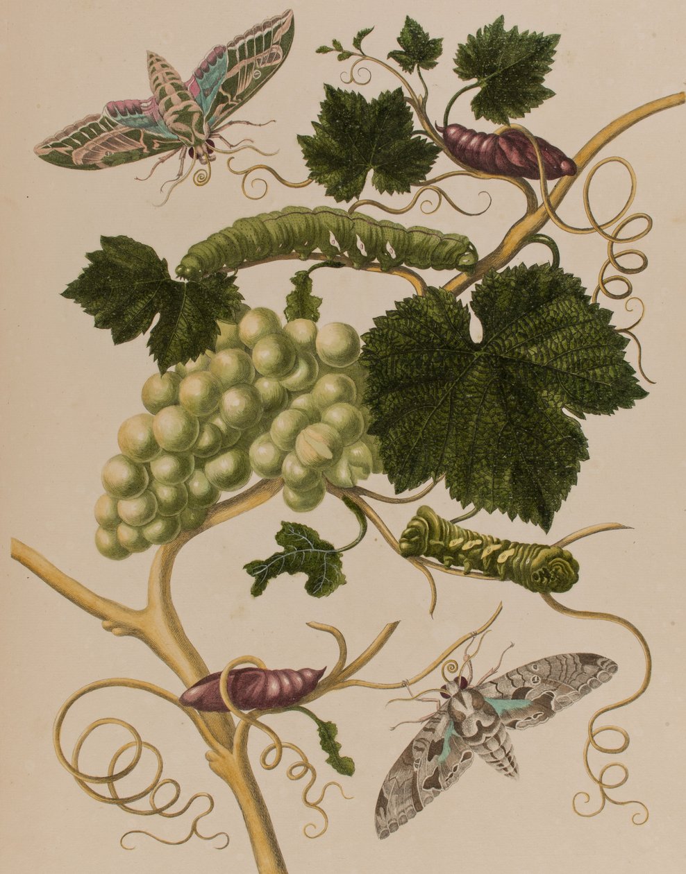 Illusztráció: „Metamorphosis insectorum Surinamensium. Ofte Change of Surinamese Insects”, 1705-ben megjelent (színes metszet) alkotó: Maria Sibylla Graff (after) Merian